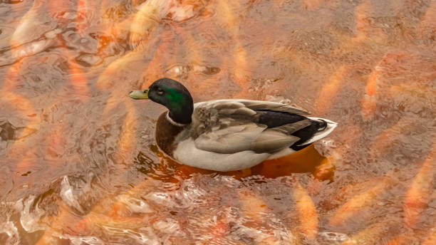 Duck at a pond with fish stock photo