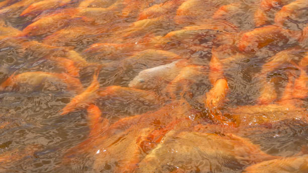 gold fish underwater stock photo