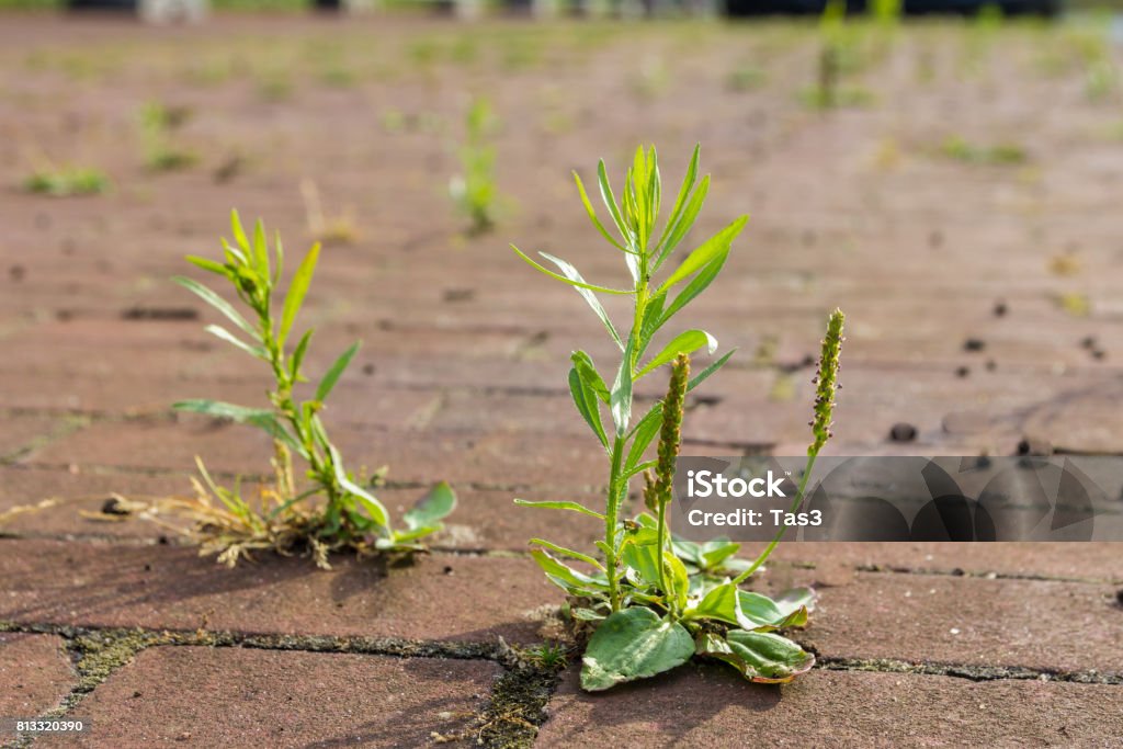 Unkraut wächst auf einem gepflasterten Weg - Lizenzfrei Wildpflanze Stock-Foto