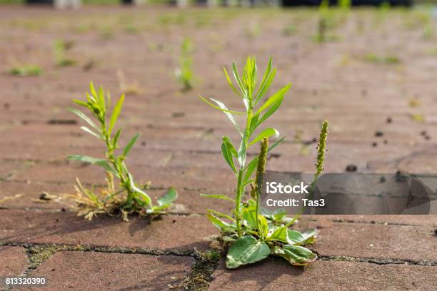 Unkraut Wächst Auf Einem Gepflasterten Weg Stockfoto und mehr Bilder von Wildpflanze - Wildpflanze, Entfernen, Töten