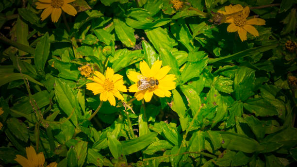 yellow flower and bee stock photo