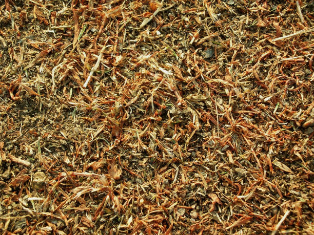istock Dried yellow and braun blossom 813320648