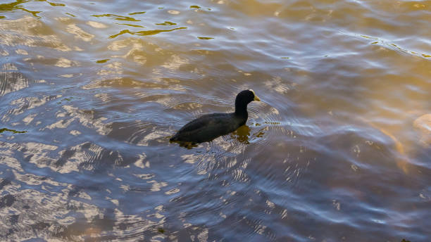 Duck at a pond with fish stock photo