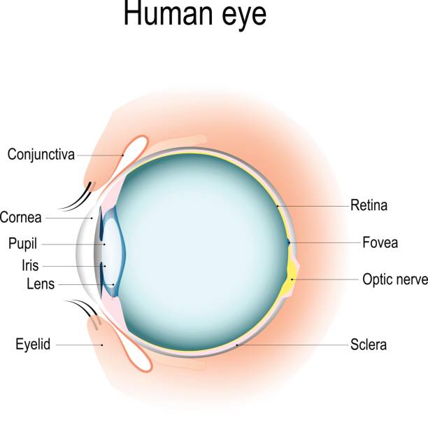 illustrations, cliparts, dessins animés et icônes de coupe verticale de le œil et des paupières - choroid