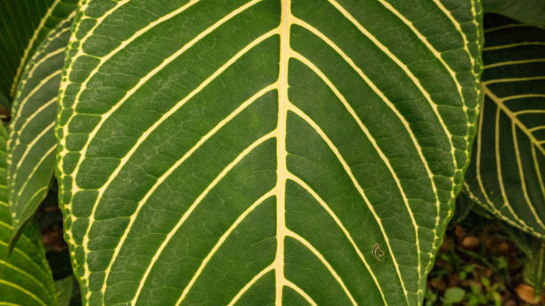 Green leaf stock photo