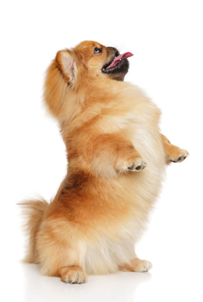 istock Pekingese dog in front of white background 813326712