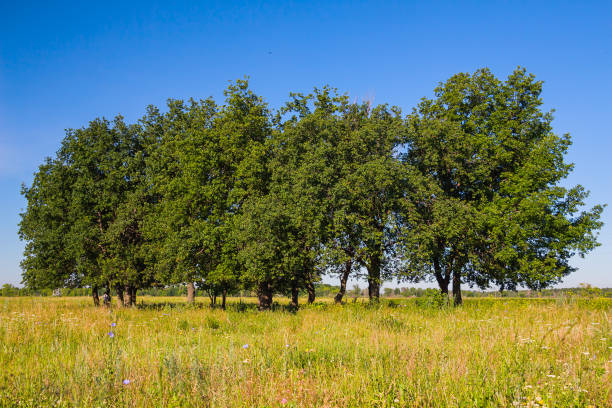 istock Group of oaks against sky 813329074