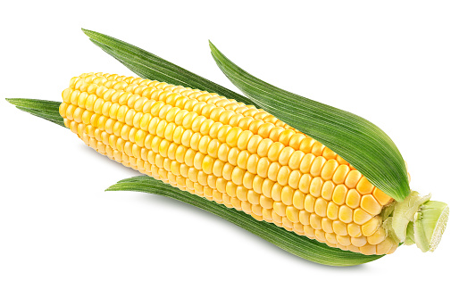 Corn isolated on white backgroundCorn isolated on white background