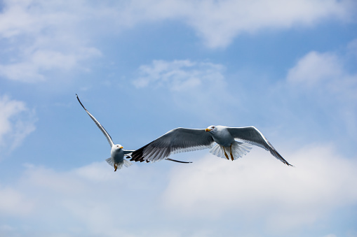 Seagull in flight