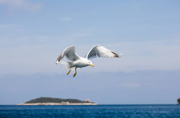 Seagull in flight