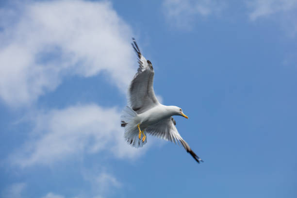 istock Seagull in flight over the sea 813351732