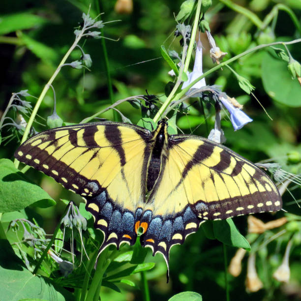 istock Potomac Eastern Tiger Swallowtail on a flower 2016 813351752