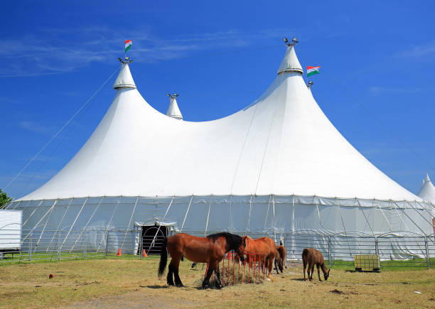 istock Huge white circus tent with horses 813365476