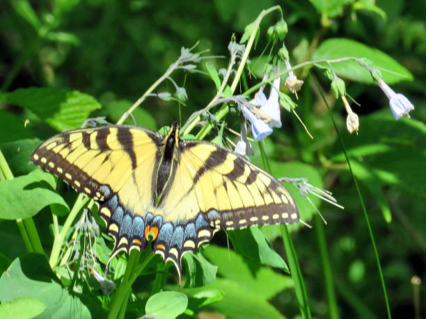 istock Potomac the Eastern Tiger Swallowtail on a flower 2016 813365598
