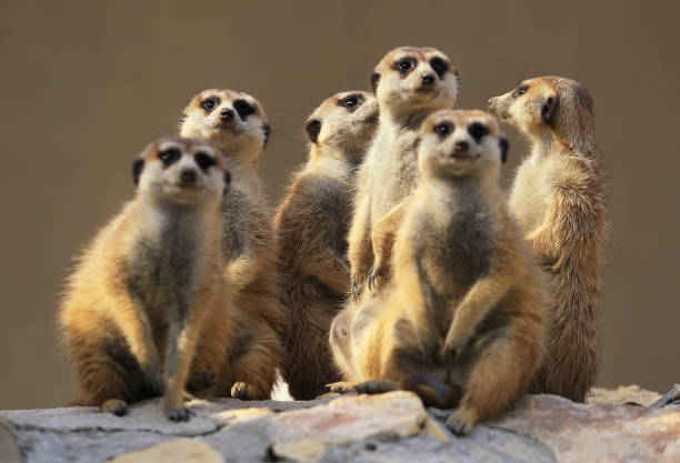 A photo of an African Meerkat at sunset
