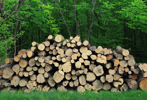 istock Fire woods at edge of forest 813369026
