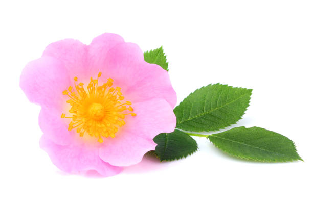 istock Wild rose flower with leaves isolated. 813369186