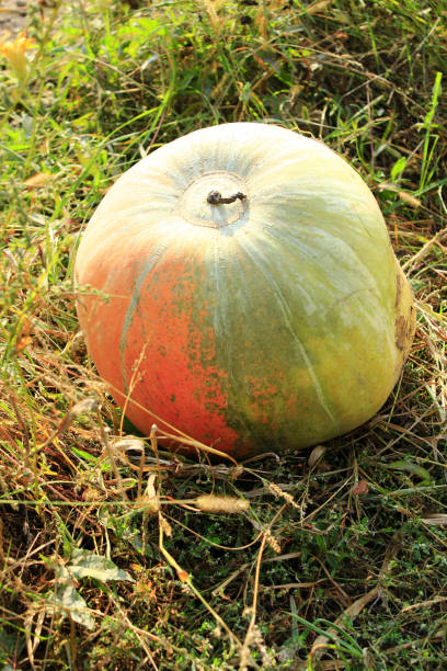 istock Pumpkin in the kitchen garden 813369206