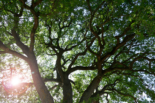 Big and old oak photographed from the bottom and lens flare on the left