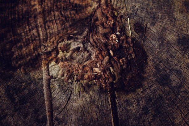 Texture of darker wood log