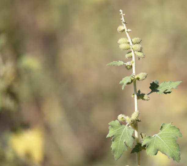 istock seeds on the prickly plant 813372022