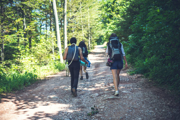 istock Hikers in forest ,on the summer sunny day. 813372356