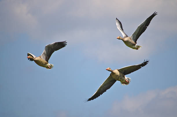 Three greylag geese in flight in front of a blue sky stock photo