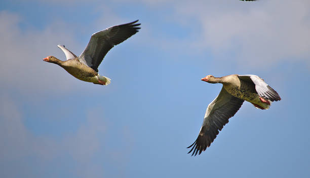 Two greylag geese in flight in front of a blue sky stock photo