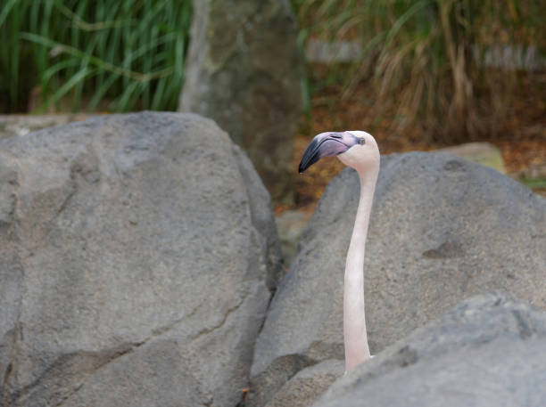 Greater Flamingo