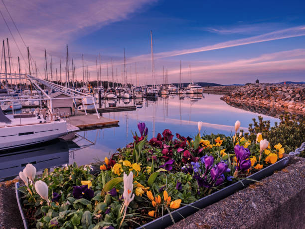 istock Yachts moored at the marina at the sunset 813375616