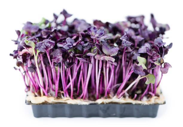 istock Portion of Cress isolated on white 813387990