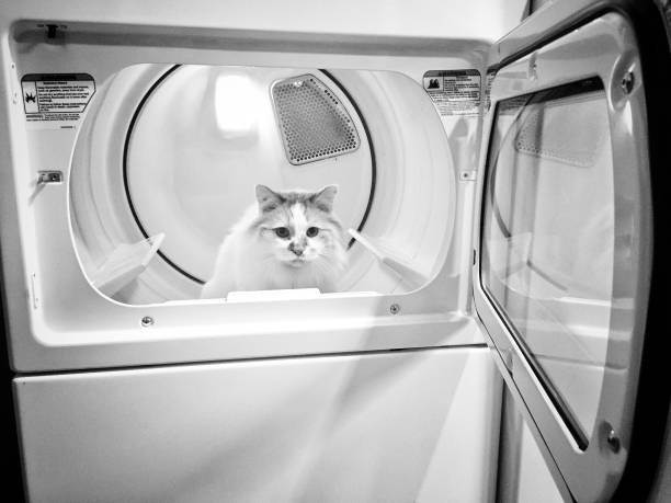 Black and white cat relaxing