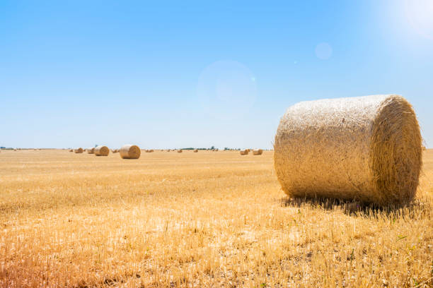 round bales of straw at the field, harvest, ukraine - sunblinds imagens e fotografias de stock