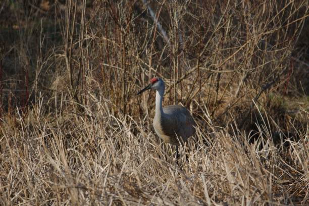 istock Sandhill Crane in Reeds 813413406