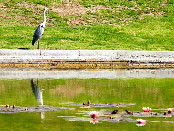 istock Ramat Gan Crane and Lotus 2011 813418836