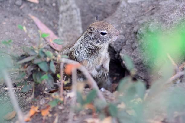 istock Close-up of a California Ground Squirrel 813421056
