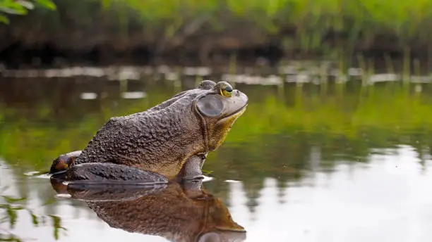 Photo of North american bullfrog