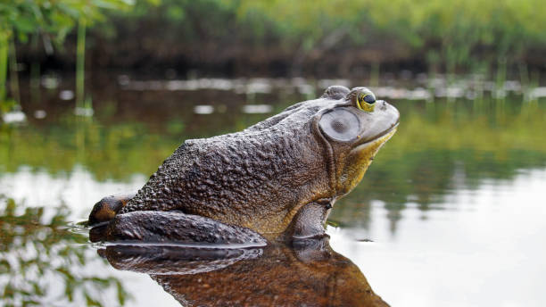 nordamerikanische ochsenfrosch - bullfrog frog amphibian wildlife stock-fotos und bilder