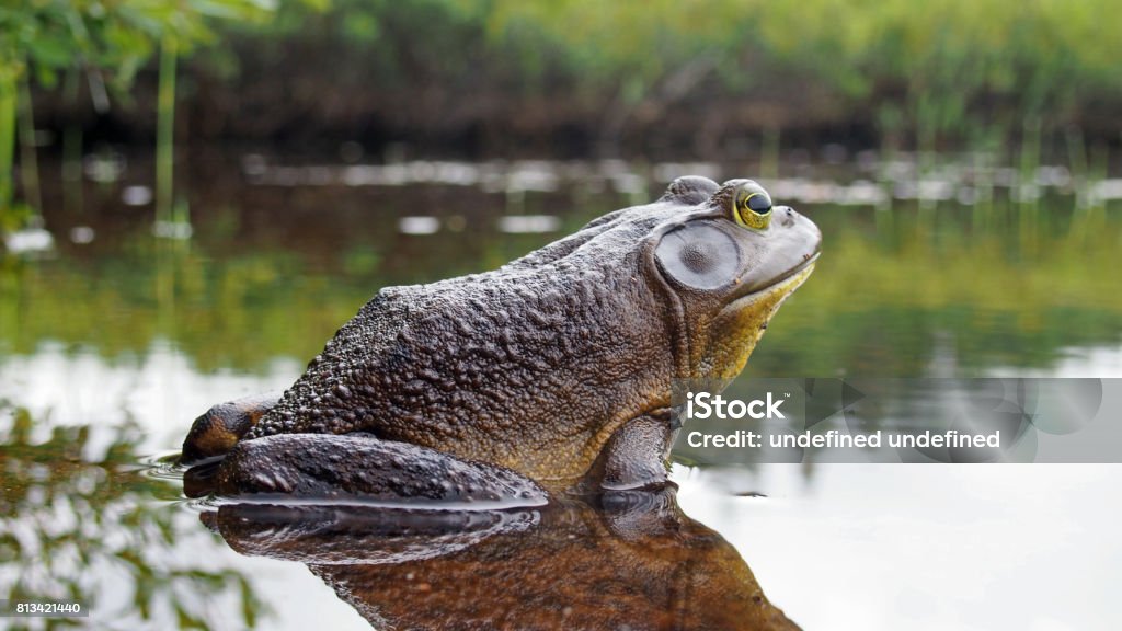 North american bullfrog Frog Stock Photo