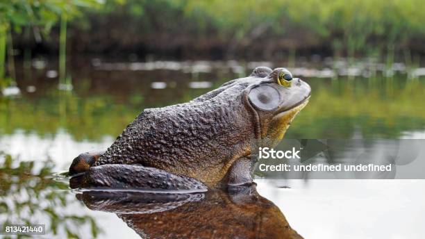 North American Bullfrog Stock Photo - Download Image Now - Frog, Large, Bullfrog