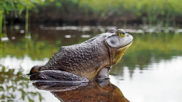 Photo of North american bullfrog