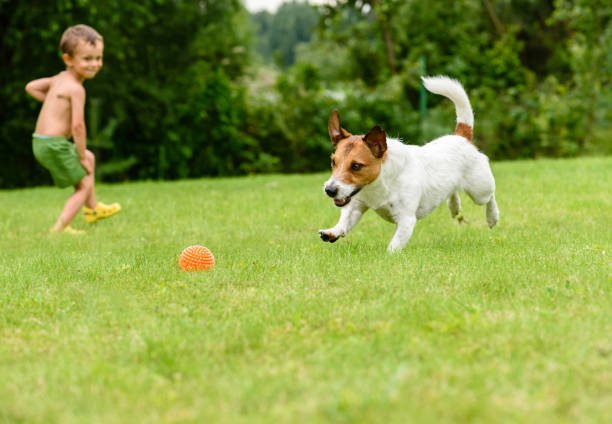 istock Child throwing toy ball to dog catching it 813430114