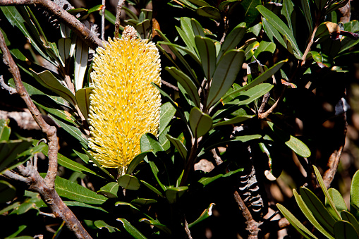 Golden Coastal Banskia Flower on bush - Australia