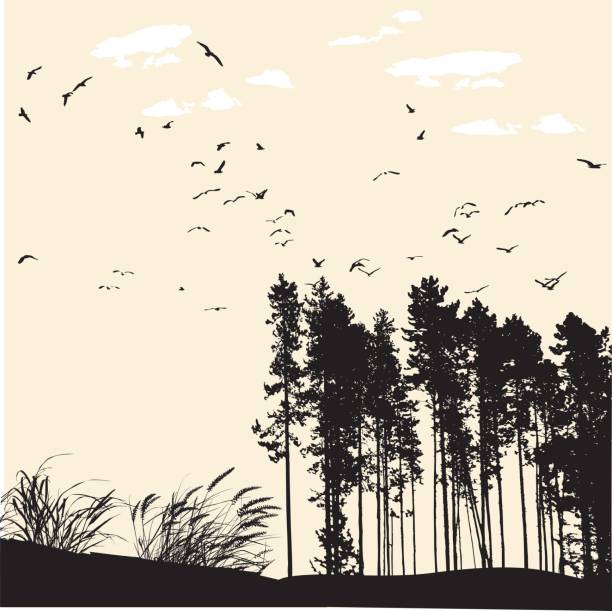 Tree Line Bird Vector 1,200+ Tree Line Drawing Stock Photos, Pictures & Royalty-Free Images ...