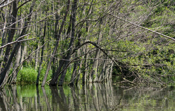 istock dead trees in flood woodland 813453068