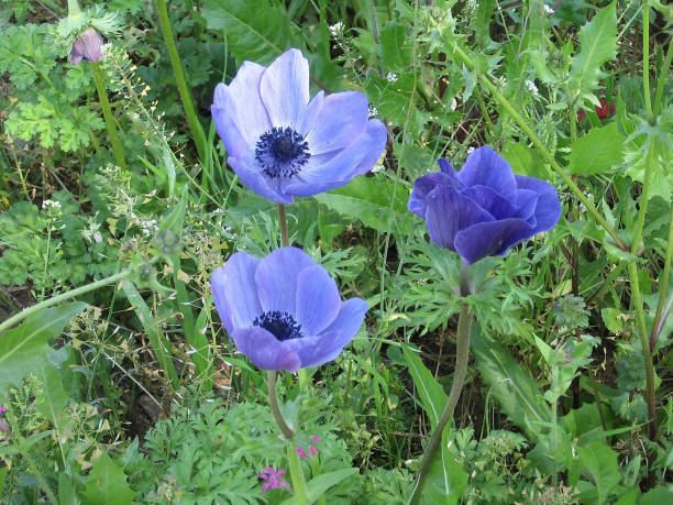 istock Ramat Gan Park Blue Crown Anemone 2007 813455656