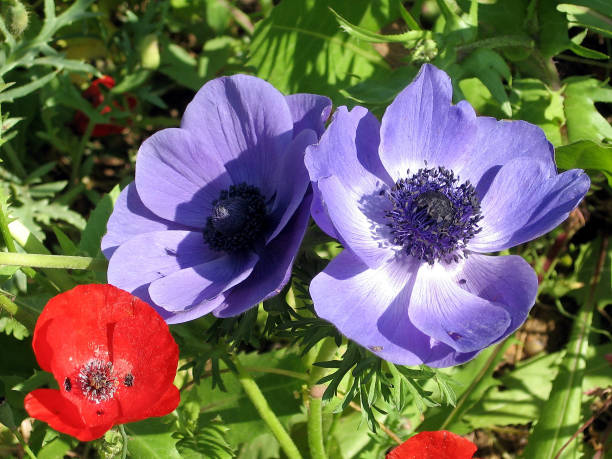 istock Ramat Gan Park Crown Anemone 2007 813456020