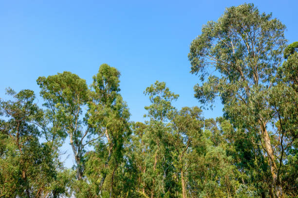 las eukaliptusowy - 地球 zdjęcia i obrazy z banku zdjęć