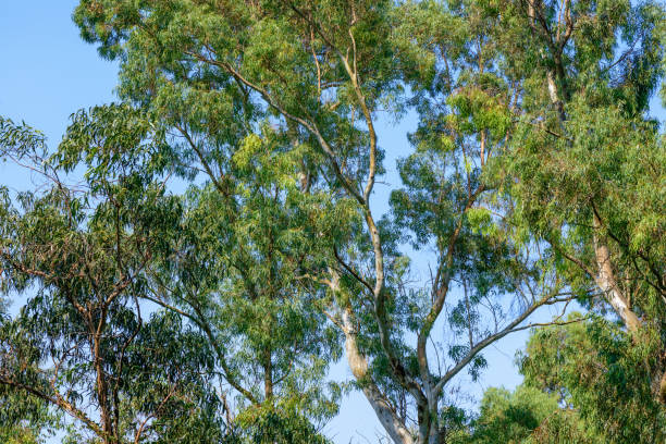 las eukaliptusowy - 地球 zdjęcia i obrazy z banku zdjęć