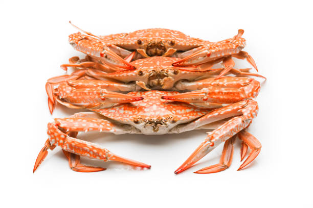 istock Flower crab steamed isolated on white background 813464130